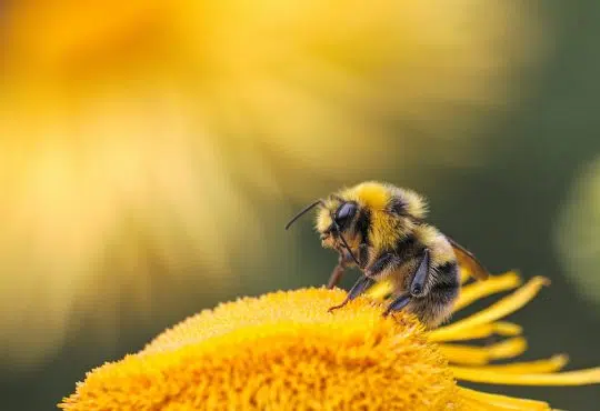 Pourquoi et comment sauver une abeille ?