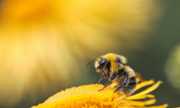 Pourquoi et comment sauver une abeille ?